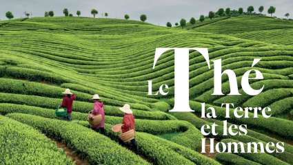 Le thé, la terre et les hommes - Arlette Rohmer et Alexandre Sattler