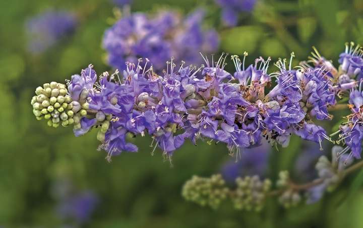 Fibromes utérins, freiner leur évolution avec l'aromathérapie